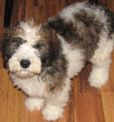 mini st berdoodle puppies for sale near me